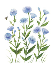 Load image into Gallery viewer, Chicory Bloom Art Print – Blue Wildflower Watercolor Wall Art (8x10)