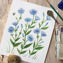 Load image into Gallery viewer, Chicory Bloom Art Print – Blue Wildflower Watercolor Wall Art (8x10)