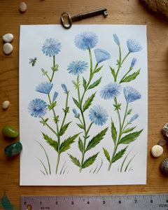 Chicory in Bloom - Original Watercolor