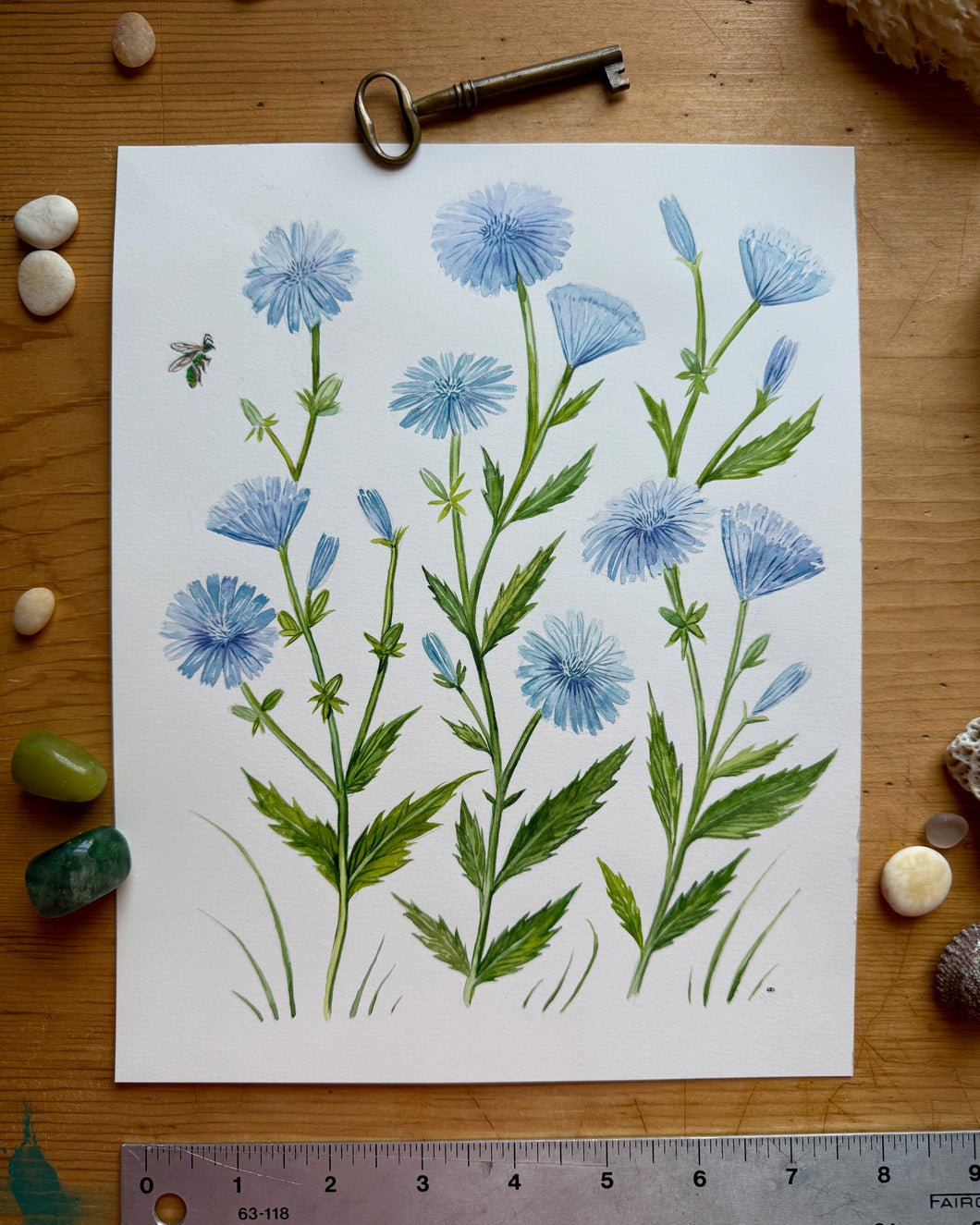 Chicory in Bloom - Original Watercolor