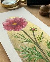 Load image into Gallery viewer, Cosmos | Framed Original Watercolor by Cynthia Oswald
