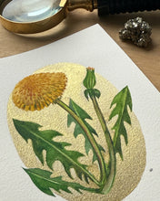Load image into Gallery viewer, Dandelion | Framed Original Watercolor by Cynthia Oswald
