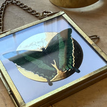 Load image into Gallery viewer, Butterfly Ornament — Gold Foil Halo (Choose Your Butterfly)
