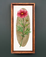 Load image into Gallery viewer, Cosmos | Framed Original Watercolor by Cynthia Oswald
