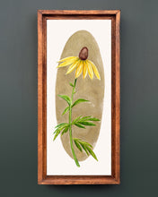 Load image into Gallery viewer, Prairie Coneflower | Framed Original Watercolor by Cynthia Oswald
