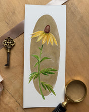 Load image into Gallery viewer, Prairie Coneflower | Framed Original Watercolor by Cynthia Oswald
