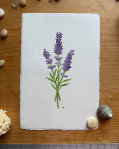 Lavender Study – Amalfi Paper Deckled Edge