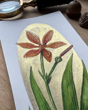 Load image into Gallery viewer, Leopard Lily | Framed Original Watercolor by Cynthia Oswald
