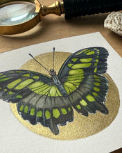 Load image into Gallery viewer, Malachite Butterfly | Framed Original Watercolor by Cynthia Oswald
