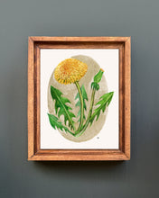 Load image into Gallery viewer, Dandelion | Framed Original Watercolor by Cynthia Oswald
