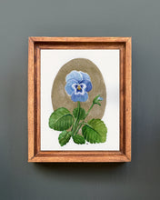 Load image into Gallery viewer, Blue Pansy | Framed Original Watercolor by Cynthia Oswald

