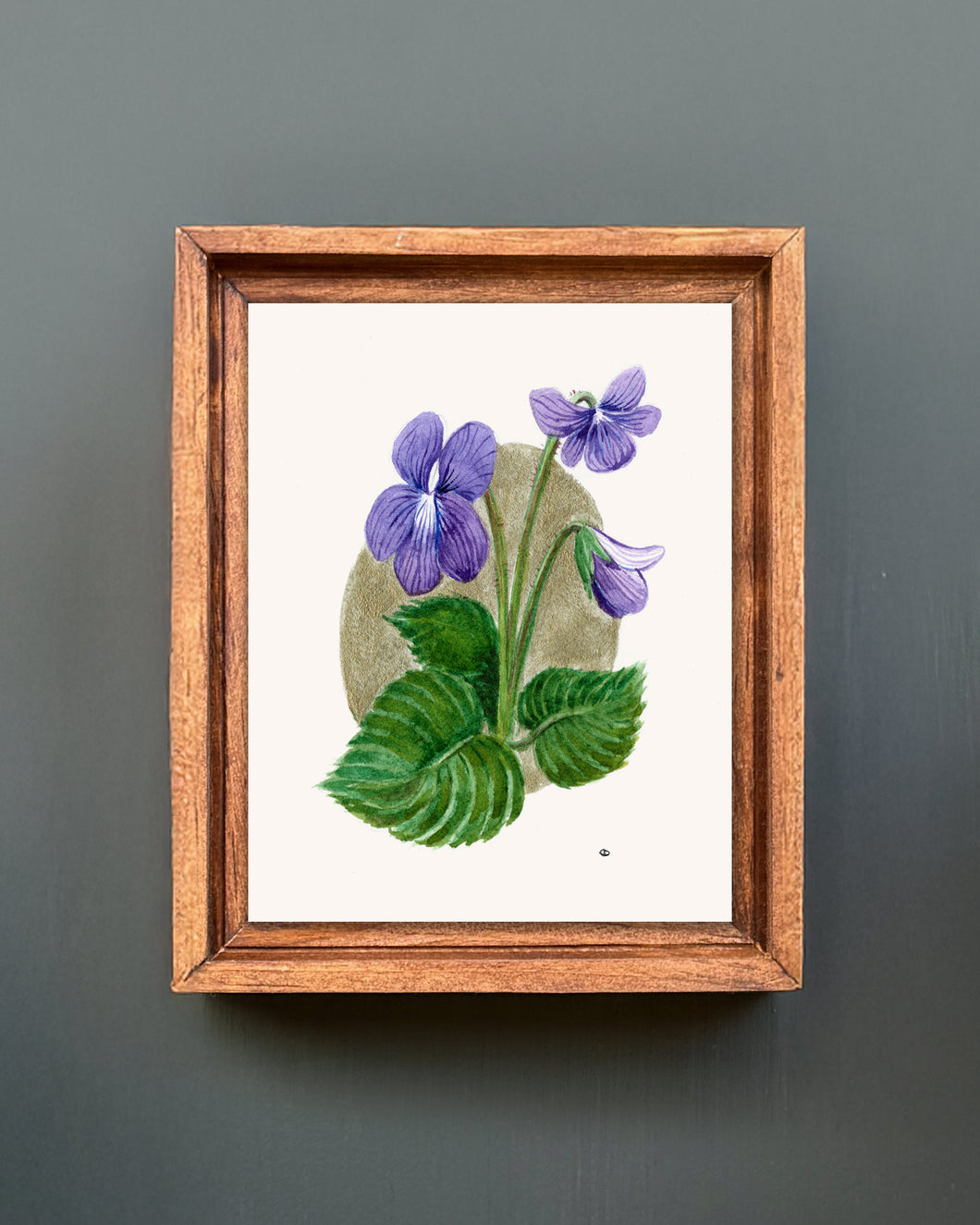 Wild Violet | Framed Original Watercolor by Cynthia Oswald