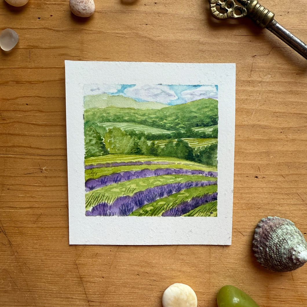 Warwick Lavender Fields – Mini