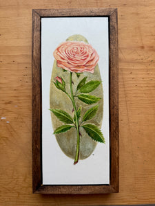 Peach Rose - Framed Botanical Original