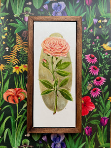 Peach Rose - Framed Botanical Original