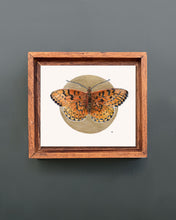 Load image into Gallery viewer, Dark Green Fritillary | Framed Original Watercolor by Cynthia Oswald
