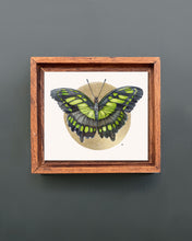 Load image into Gallery viewer, Malachite Butterfly | Framed Original Watercolor by Cynthia Oswald

