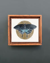 Load image into Gallery viewer, Spicebush Swallowtail | Framed Original Watercolor by Cynthia Oswald
