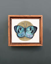 Load image into Gallery viewer, Simomis Croesus Butterfly | Framed Original Watercolor by Cynthia Oswald
