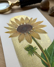 Load image into Gallery viewer, Sunflower | Framed Original Watercolor by Cynthia Oswald
