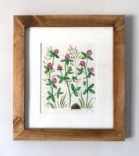 Load image into Gallery viewer, Natural Abundance, Clovers | Framed Original Watercolor by Cynthia Oswald
